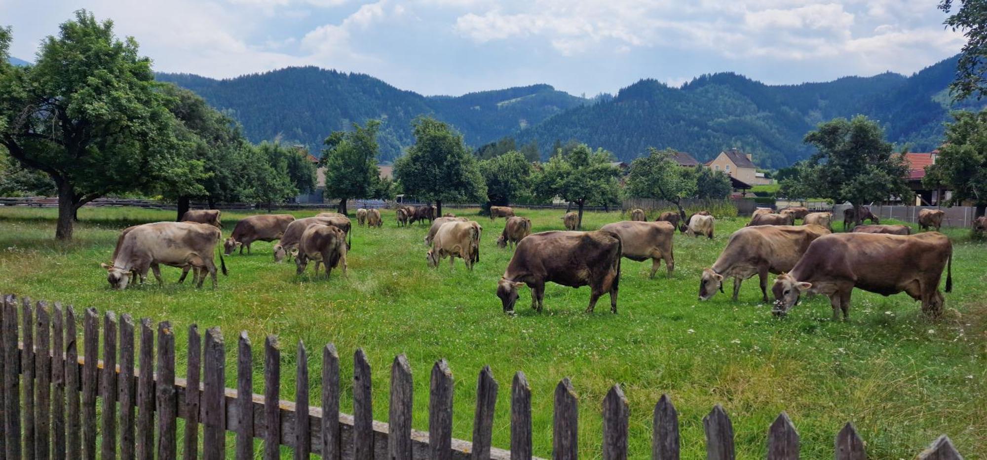 Flat Bull Appartement Mit Garten Sankt Lorenzen bei Knittelfeld Exterior photo